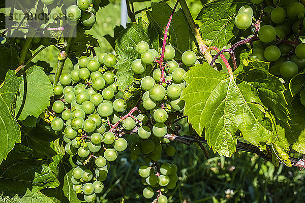 Grüne Weintrauben an einer Weinrebe; Shefford  Quebec  Kanada