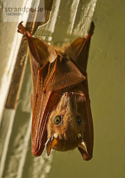 Wahlbergs Epauletted Fruit Bat (Epomophorus wahlbergi); Tabora  Tansania