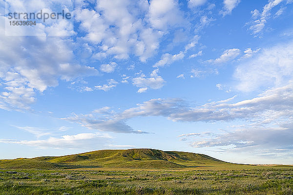 Üppiges grünes Gras auf Feld und Hügel  Grasslands National Park; Val Marie  Saskatchewan  Kanada