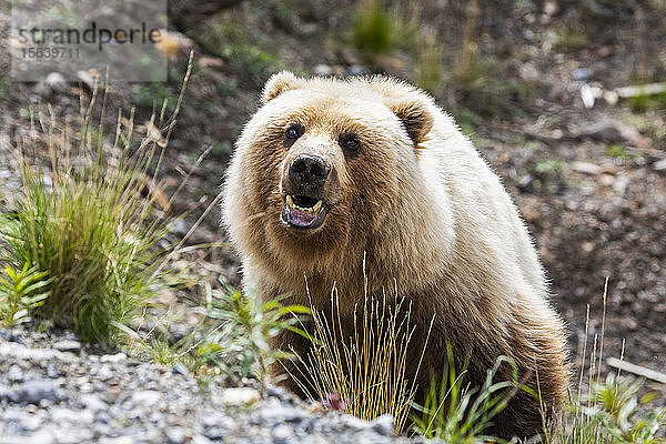 Ein heller Grizzlybär (Ursus arctos horribilis) starrt den Fotografen an  der in seinem Auto sitzt. Bären sind eine große Attraktion für Besucher dieses Parks  Denali National Park and Preserve; Alaska  Vereinigte Staaten von Amerika