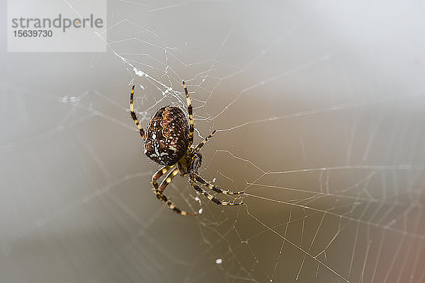 Eine Europäische Gartenspinne (Araneus diadematus) pflegt ihr Netz in einem Garten in Oregon; Hammond  Oregon  Vereinigte Staaten von Amerika