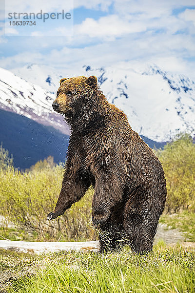 Braunbär-Eber (Ursus arctos) steht auf  um eine bessere Sicht zu bekommen  Alaska Wildlife Conservation Center  Süd-Zentral-Alaska; Portage  Alaska  Vereinigte Staaten von Amerika