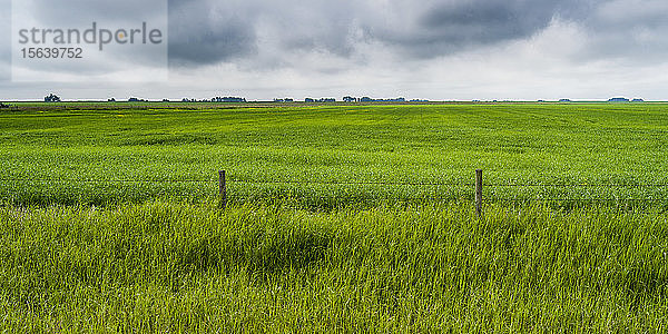 Üppig grüne Felder unter einem bedeckten Himmel in der Prärie von Alberta  Rocky View County; Alberta  Kanada