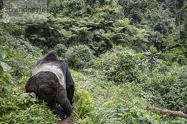 Berggorilla (Gorilla beringei beringei)  Bwindi Impenetrable National Park; Westliche Region  Uganda