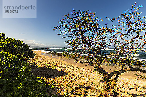 Ein blattloser Baum am Ho'okipbbeach mit Blick auf Windsurfer und Surfer im Meer bei Paia; Maui  Hawaii  Vereinigte Staaten von Amerika