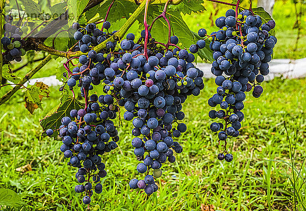 Violette Weintrauben an einer Weinrebe; Shefford  Quebec  Kanada