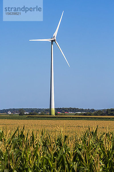 Windkraftanlagen auf Ackerland mit einem Maisfeld im Vordergrund; Saint Remi  Quebec  Kanada