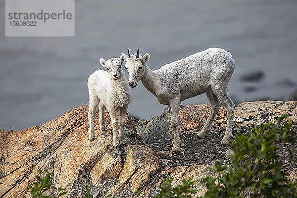 Dallschafe (Ovis dalli) in der Gegend von Windy Point in der Nähe des Seward Highway südlich von Anchorage in Süd-Zentral-Alaska. Im Hintergrund ist das Meereswasser des Turnagain Arm zu sehen; Alaska  Vereinigte Staaten von Amerika