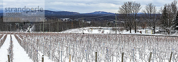 Weinberg im Winter mit Schnee und Bergen in der Ferne; Shefford  Quebec  Kanada