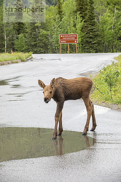 Elchkalb (Alces alces) schaut in die Kamera  während es aus einer Pfütze auf der Straße trinkt  im Hintergrund das Schild des Denali National Park and Preserve; Alaska  Vereinigte Staaten von Amerika