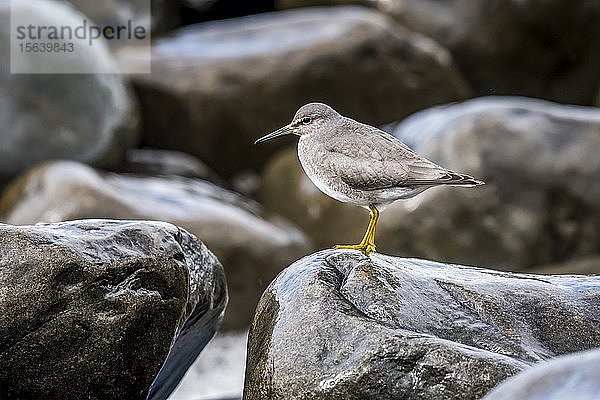 Ein wandernder Tattler (Tringa incana) besucht die Seaside Cove an der Küste von Nord-Oregon; Seaside  Oregon  Vereinigte Staaten von Amerika