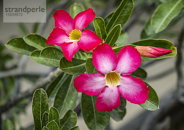 Wüstenrose (Adenium); Banjar  Bali  Indonesien