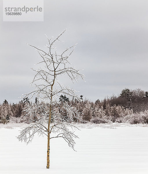 Eisbedeckter Baum in einem verschneiten Feld; Sault St. Marie  Michigan  Vereinigte Staaten von Amerika