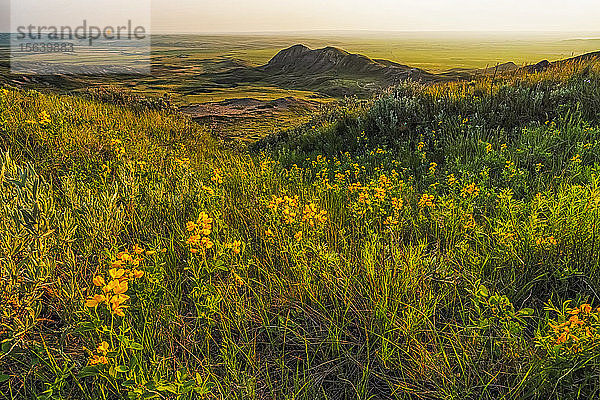 Grasslands National Park mit Wildblumen in der Abenddämmerung; Val Marie  Saskatchewan  Kanada