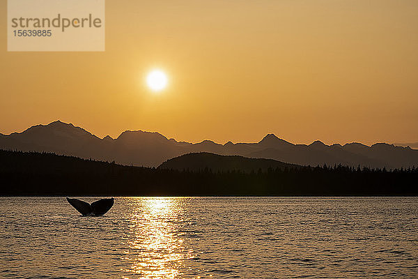 Buckelwal (Megaptera novaeangliae) in Silhouette hebt seine Fluke bei der Nahrungsaufnahme im Lynn Canal bei Sonnenuntergang  mit den Chilkat Mountains im Hintergrund; Alaska  Vereinigte Staaten von Amerika