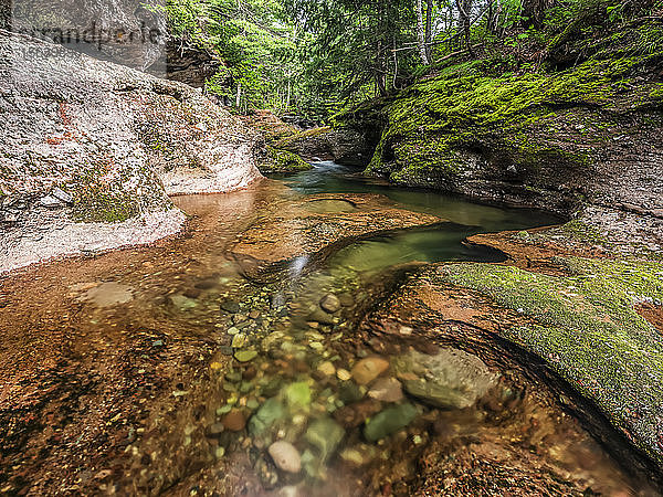 Wunderschöne Naturlandschaft mit ruhigem Bach in einem Wald; Saint John  New Brunswick  Kanada