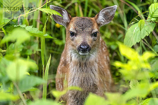 Sitkahirschkalb (Odocoileus hemionus sitkensis)  das aus dem grünen Laub herausschaut  Tongass National Forest; Alaska  Vereinigte Staaten von Amerika