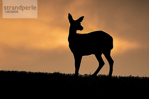 Silhouette eines Schwarzschwanzhirsches (Odocoileus hemionus sitkensis) vor einem leuchtend orangen Himmel bei Sonnenuntergang im Tongass National Forest; Alaska  Vereinigte Staaten von Amerika