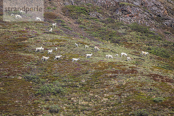 Eine große Gruppe von Dallschafen (Ovis dalli) mit Mutterschafen und Lämmern wechselt von einem Berghang zum anderen  Inneres Alaska  Denali National Park and Preserve; Alaska  Vereinigte Staaten von Amerika