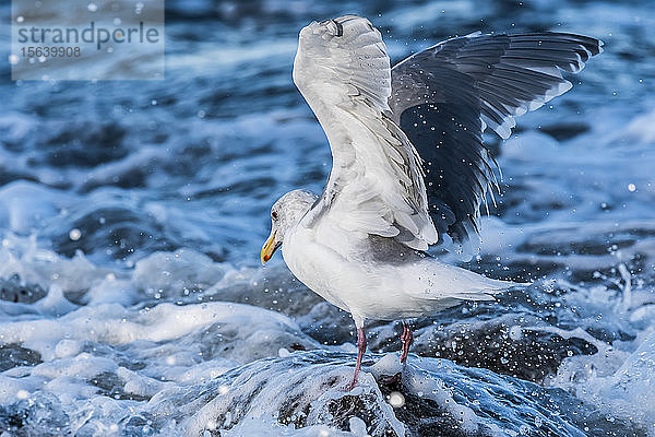 Eine Eismöwe (Larus glaucescens) erholt sich  nachdem sie von einer Welle in Seaside Cove an der Küste von Oregon getroffen wurde; Seaside  Oregon  Vereinigte Staaten von Amerika