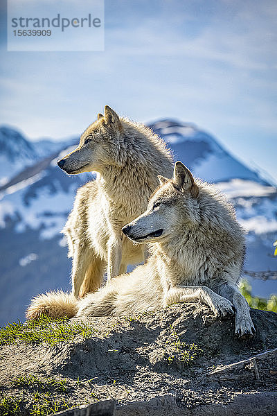 Zwei weibliche Grauwölfe (Canis lupus) mit einem Berg im Hintergrund  Alaska Wildlife Conservation Center; Portage  Alaska  Vereinigte Staaten von Amerika