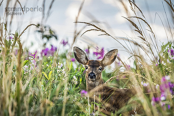 Ein Schwarzwedelhirsch (Odocoileus hemionus) findet Unterschlupf im hohen Gras im Cape Disappointment State Park; Ilwaco  Washington  Vereinigte Staaten von Amerika