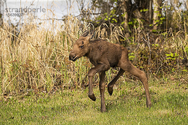 Junges Elchkalb (Alces alces) läuft herum und spielt im Gras  Süd-Zentral-Alaska; Anchorage  Alaska  Vereinigte Staaten von Amerika