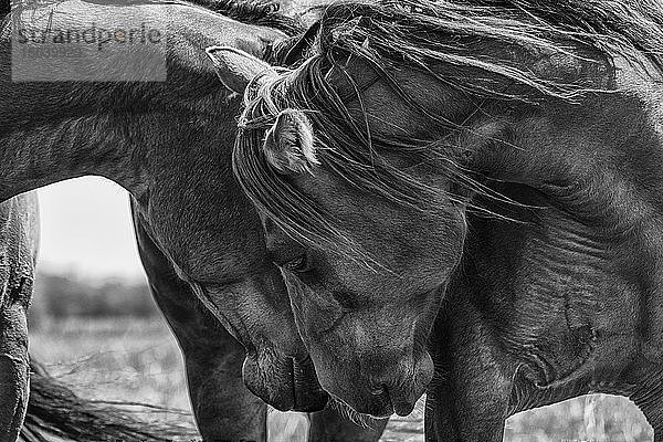 Schwarz-Weiß-Bild von Pferden  die ihre Köpfe aneinander reiben und Zärtlichkeit zeigen; Saskatchewan  Kanada