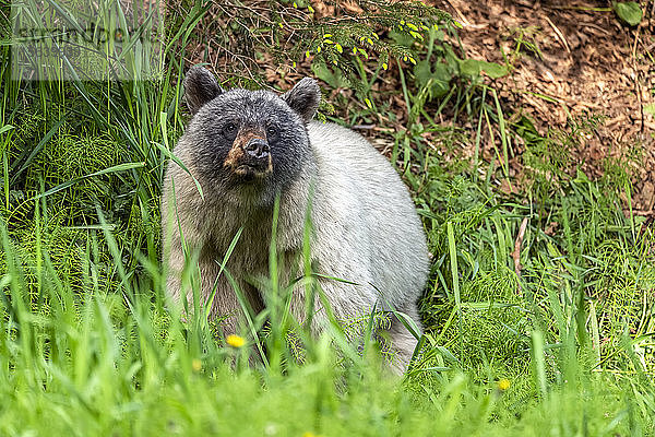 Gletscherbär (Ursus americanus emmonsii)  der aus dem hohen Gras herausschaut  Tongass National Forest; Alaska  Vereinigte Staaten von Amerika