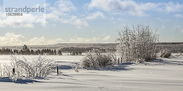 Eisbedeckte Bäume und verschneite Felder mit Zäunen; Sault St. Marie  Michigan  Vereinigte Staaten von Amerika