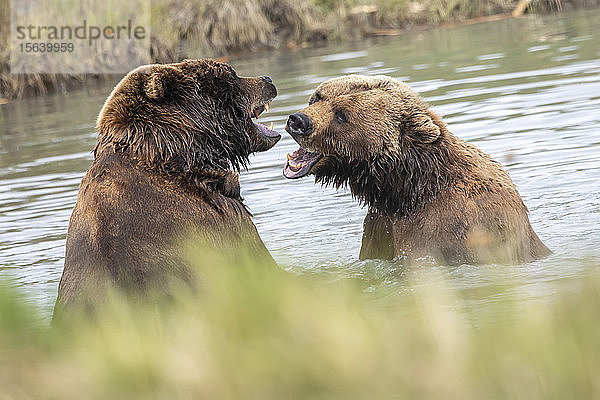 Braunbäreneber und -sau (Ursus arctos)  Alaska Wildlife Conservation Center; Portage  Alaska  Vereinigte Staaten von Amerika