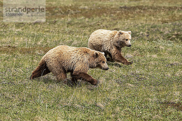 Ein Paar unreifer Grizzly-Jungtiere (Ursus arctos horribilis) rennt zusammen  um die Mutter bei der Fütterung einzuholen  Denali National Park and Preserve; Alaska  Vereinigte Staaten von Amerika