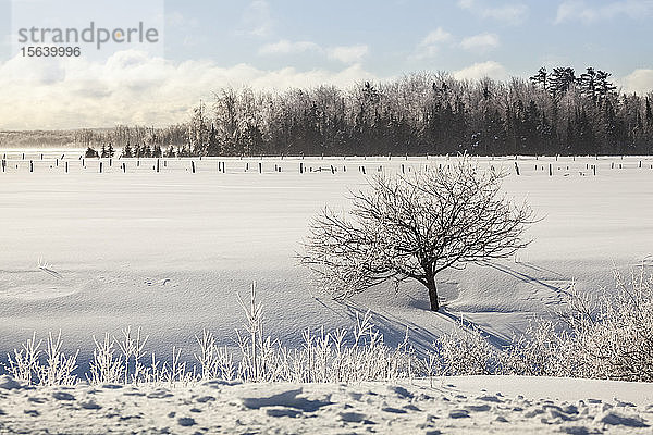 Eisbedeckte Bäume und ein verschneites Feld mit Zäunen; Sault St. Marie  Michigan  Vereinigte Staaten von Amerika