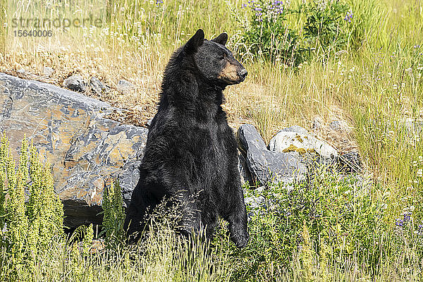 Männlicher Schwarzbär (Ursus americanus) steht  um eine bessere Sicht zu bekommen  Alaska Wildlife Conservation Center  Süd-Zentral-Alaska; Portage  Alaska  Vereinigte Staaten von Amerika