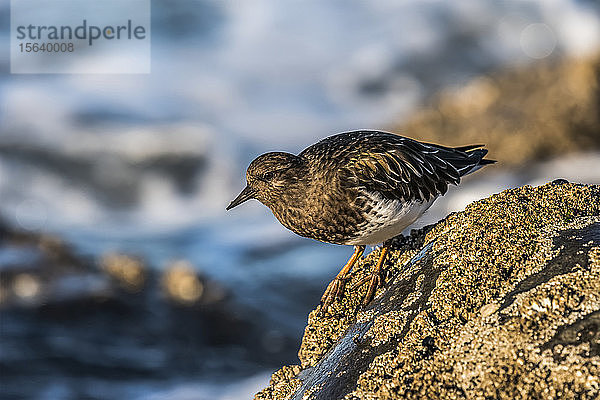 Ein Schwarzer Steinwälzer (Arenaria melanocephala) ruht auf einem mit Seepocken verkrusteten Felsen in Seaside Cove an der Küste von Oregon; Seaside  Oregon  Vereinigte Staaten von Amerika