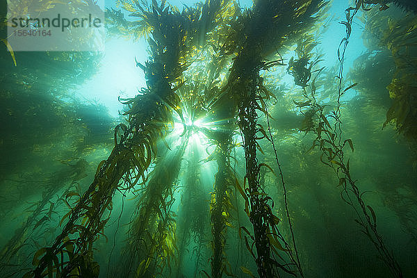 Sonnenlicht  das durch einen Wald von Riesentang (Macrocystis pyrifera) fällt  vor Santa Barbara Island; Kalifornien  Vereinigte Staaten von Amerika