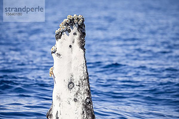 Eichelseepocken (Coronula diaderma) und Gänsehalsseepocken (Conchorderma auritum) an der Brustflosse eines Buckelwals (Megaptera novaeangliae). Ein erwachsener Wal kann bis zu 1.000 Pfund Seepocken an sich tragen. Der kreisförmige Fleck in der Mitte dieser Flosse markiert die Stelle  an der einst eine Seepocke lebte; Hawaii  Vereinigte Staaten von Amerika