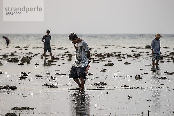 Männer sammeln Muscheln am Strand bei Sonnenuntergang; Lovina  Bali  Indonesien