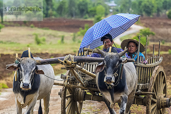 Junger Mann und Frau fahren auf einem Karren  der von Kühen mit Joch gezogen wird; Yawngshwe  Shan-Staat  Myanmar