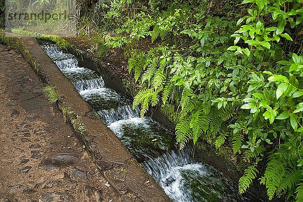 Wanderweg PR6 zu den 25 Quellen  entlang des Wasserkanals  Levada das 25 Fontes  im Regenwald  Naturschutzgebiet Rabacal  Insel Madeira  Portugal  Europa