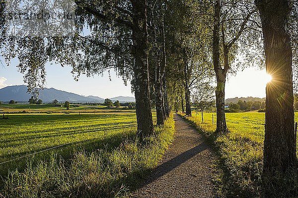 Weg und Birkenallee  Sonnenuntergang  bei Uffing  Oberbayern  Bayern  Deutschland  Europa