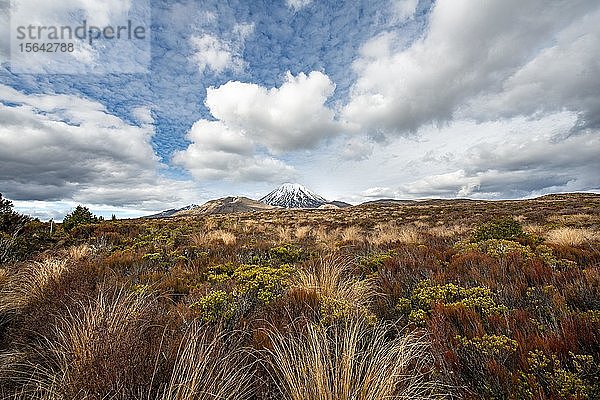 Vulkan Mount Tongariro und Mount Ngauruhoe  Tongariro Northern Circuit  Neuseeland Great Walks  Tongariro National Park  Nordinsel  Neuseeland  Ozeanien