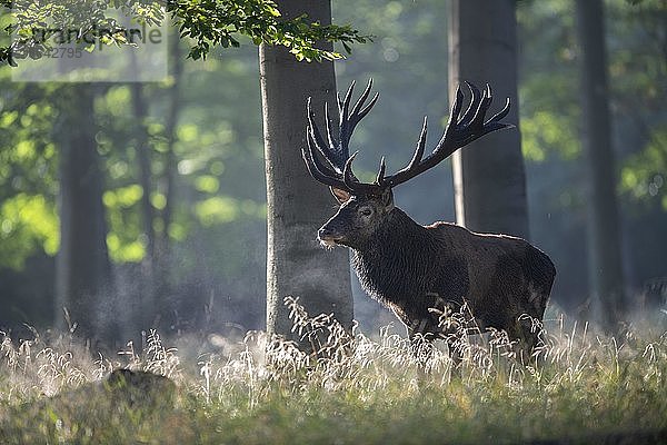 Rothirsch (Cervus elaphus)  Hirsch  Kopenhagen  Dänemark  Europa