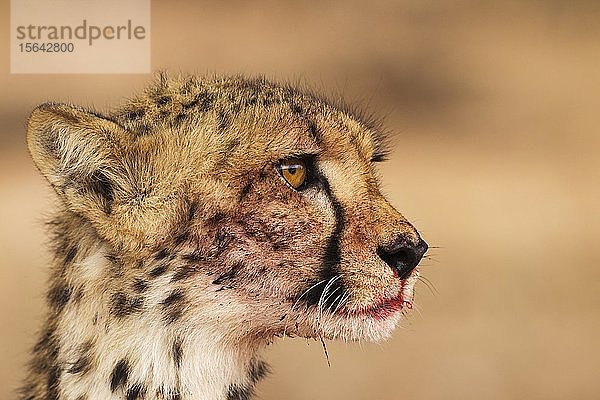 Gepard (Acinonyx jubatus)  weiblich  Tierporträt mit blutigem Maul  Kalahari-Wüste  Kgalagadi Transfrontier Park  Südafrika  Afrika