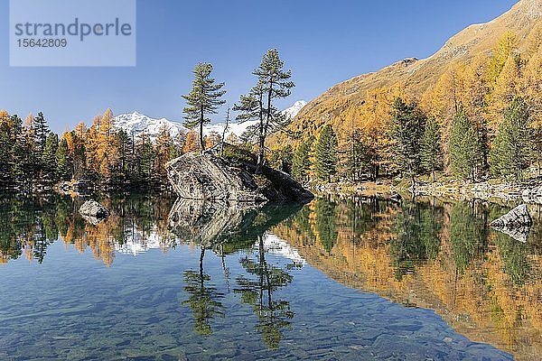 Herbstlicher Lärchenwald gespiegelt im Lago di Saoseao  Engadin  Kanton Graubünden  Schweiz  Europa