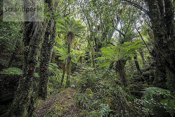 Wanderweg durch Wald mit Baumfarn (Cyatheales)  Pouakai Circuit  Egmont National Park  Taranaki  Nordinsel  Neuseeland  Ozeanien