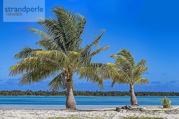 Palmen am einsamen Strand  Maupiti  Gesellschaftsinseln  Französisch-Polynesien  Ozeanien