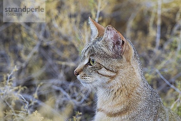 Afrikanische Wildkatze (Felis silvestris lybica)  Tierporträt  Kalahari-Wüste  Kgalagadi Transfrontier Park  Südafrika  Afrika