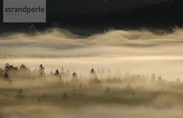 Nebel in der Pupplinger Au bei Sonnenaufgang  Naturpark Isarauen  zwischen Icking und Wolfratshausen  Oberbayern  Bayern  Deutschland  Europa