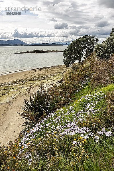 Kap-Gänseblümchen (Osteospermum) an einem Strand im Frühling  Northland  Nordinsel  Neuseeland  Ozeanien